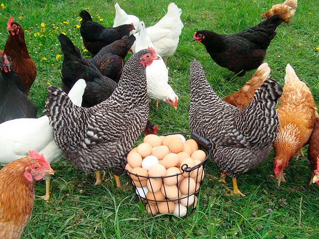 Содержание кур и уход за ними | ЗооТом - продажа, вязка и услуги для животных в Ялуторовске