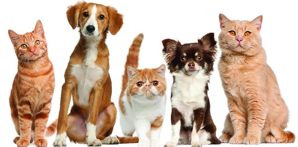 Доска объявлений о животных | ЗооТом - продажа, вязка и услуги для животных в Ялуторовске