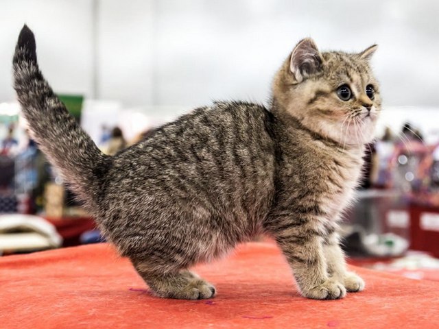 Породы кошек в Ялуторовске | ЗооТом портал о животных