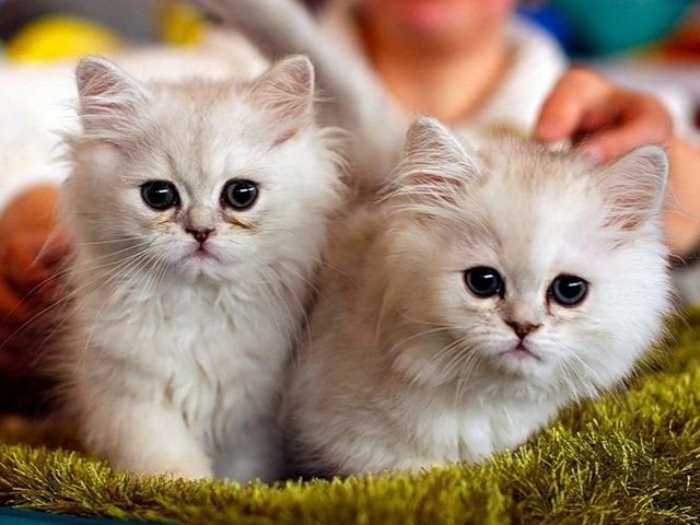 Породы кошек в Ялуторовске | ЗооТом портал о животных
