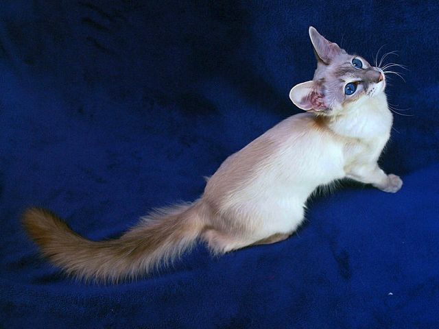 Выведенные породы кошек в Ялуторовске | ЗооТом портал о животных