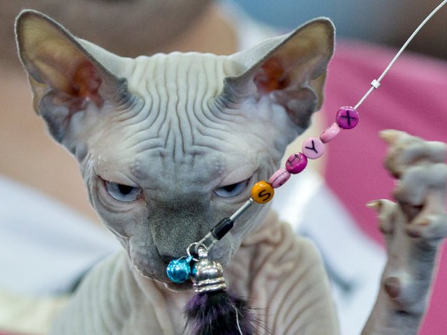 Выставки кошек в Ялуторовске | ЗооТом портал о животных