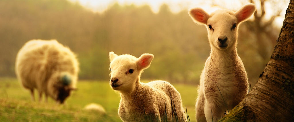 Объявления о сельскохозяйственных животных | ЗооТом - продажа, вязка и услуги для животных в Ялуторовске