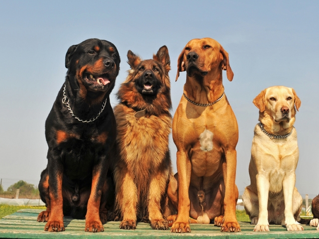 Крупные породы собак в Ялуторовске | ЗооТом портал о животных